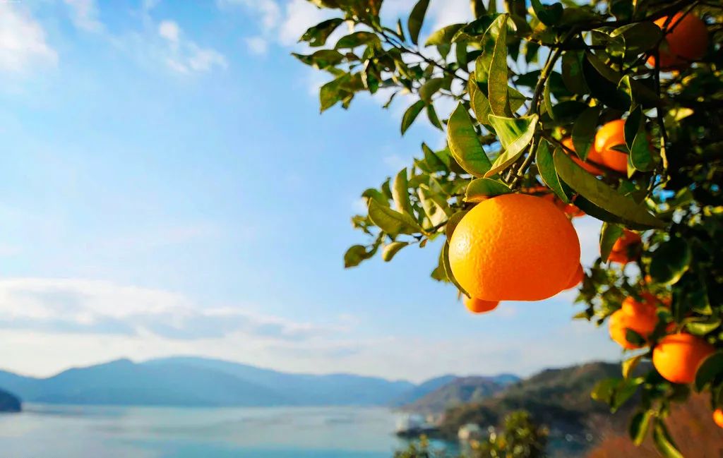世界上有很多果凍橙，但只有一種叫做島橙